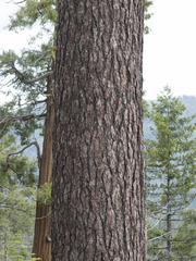 Pinus lambertiana