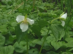 Trillium camschatcense