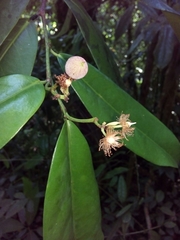 Laetia povedae