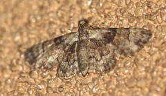 Gymnoscelis derogata