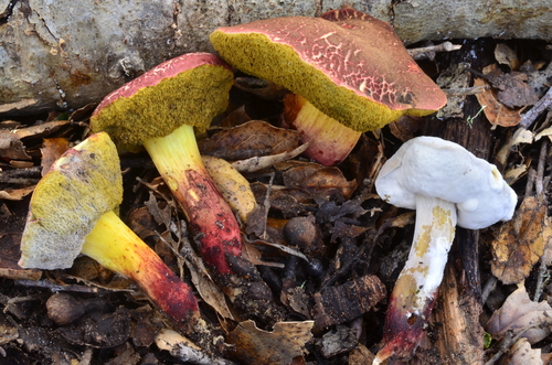 oak-loving bolete