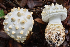 Amanita magniverrucata image