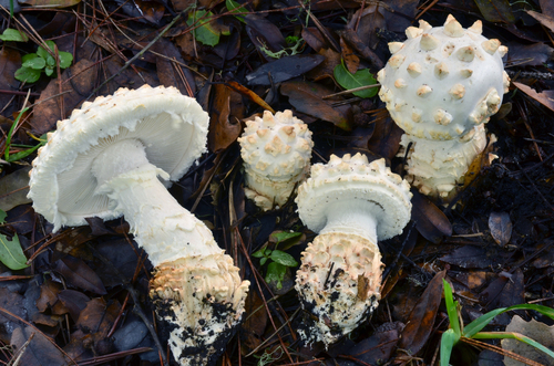 Pinecone Amanita