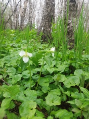Trillium camschatcense