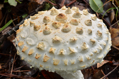 Amanita magniverrucata image