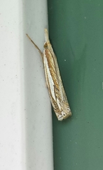 Crambus saltuellus