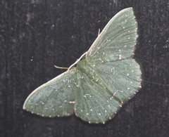 Prasinocyma iosticta