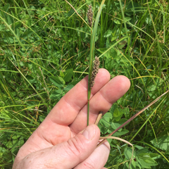 Carex pellita