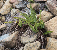 Polystichum scopulinum