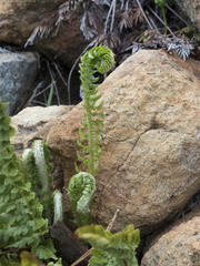 Polystichum scopulinum