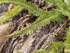 Polystichum scopulinum