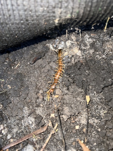 Caribbean Giant Centipede photo 2