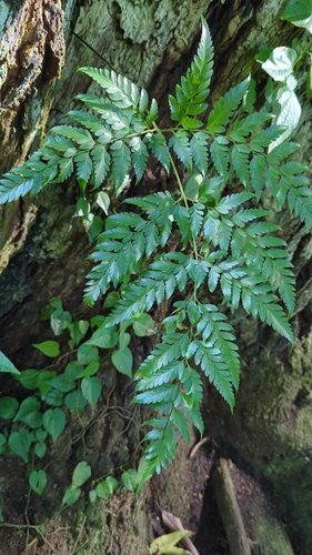 Davallia solida observed 2024-07-31