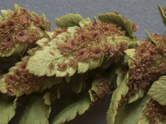 Polystichum scopulinum