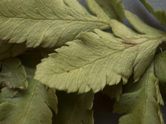 Polystichum scopulinum