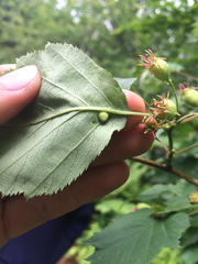 Dasineura crataegibedeguar