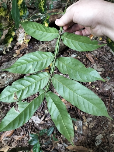 Image of Harpullia rhyticarpa by (c) Matthew Borella, some rights reserved (CC BY)