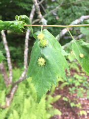 Dasineura crataegibedeguar