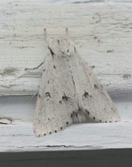 Acronicta vulpina