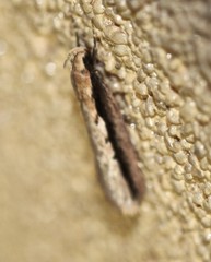 Leptocroca sanguinolenta