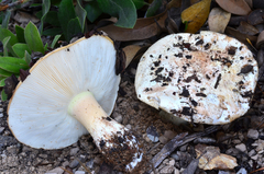 Tricholoma manzanitae image