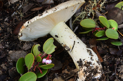 Tricholoma manzanitae image