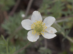 Anemone drummondii