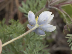 Anemone drummondii