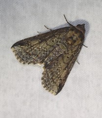 Lophoptera vittigera