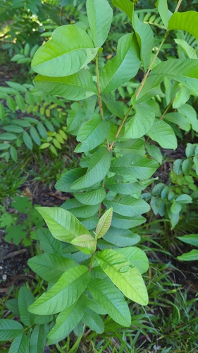 Psidium guajava observed 2024-07-31