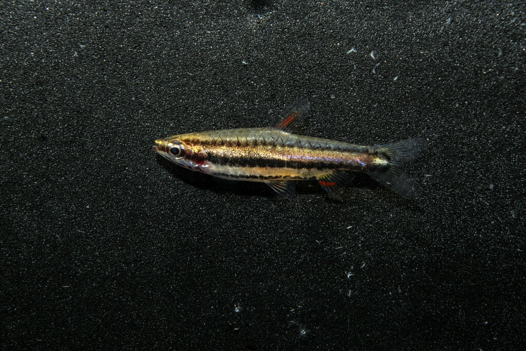 Dwarf pencilfish (Nannostomus marginatus) — Lebiasinidae