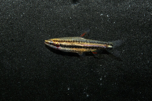 Dwarf pencilfish (Nannostomus marginatus) — Lebiasinidae