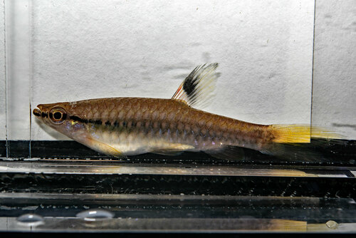 Carsevenne splash tetra (Copella carsevennensis) — Lebiasinidae