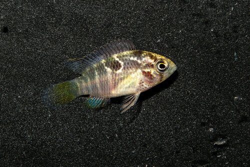 Thayer's flag cichlid (Laetacara thayeri) — Cichlidae — 3