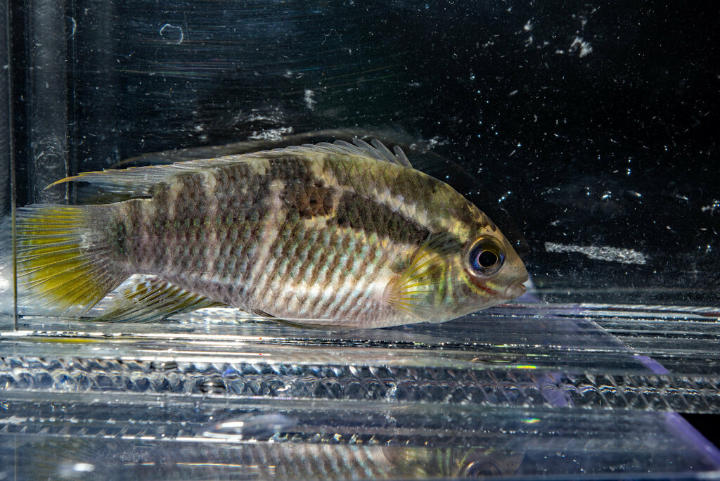 Thayer's flag cichlid (Laetacara thayeri) — Cichlidae