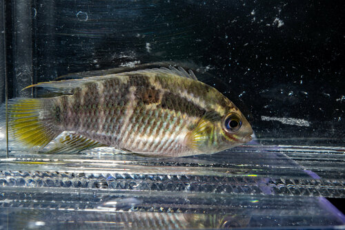 Thayer's flag cichlid (Laetacara thayeri) — Cichlidae