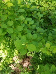 Berberis thunbergii