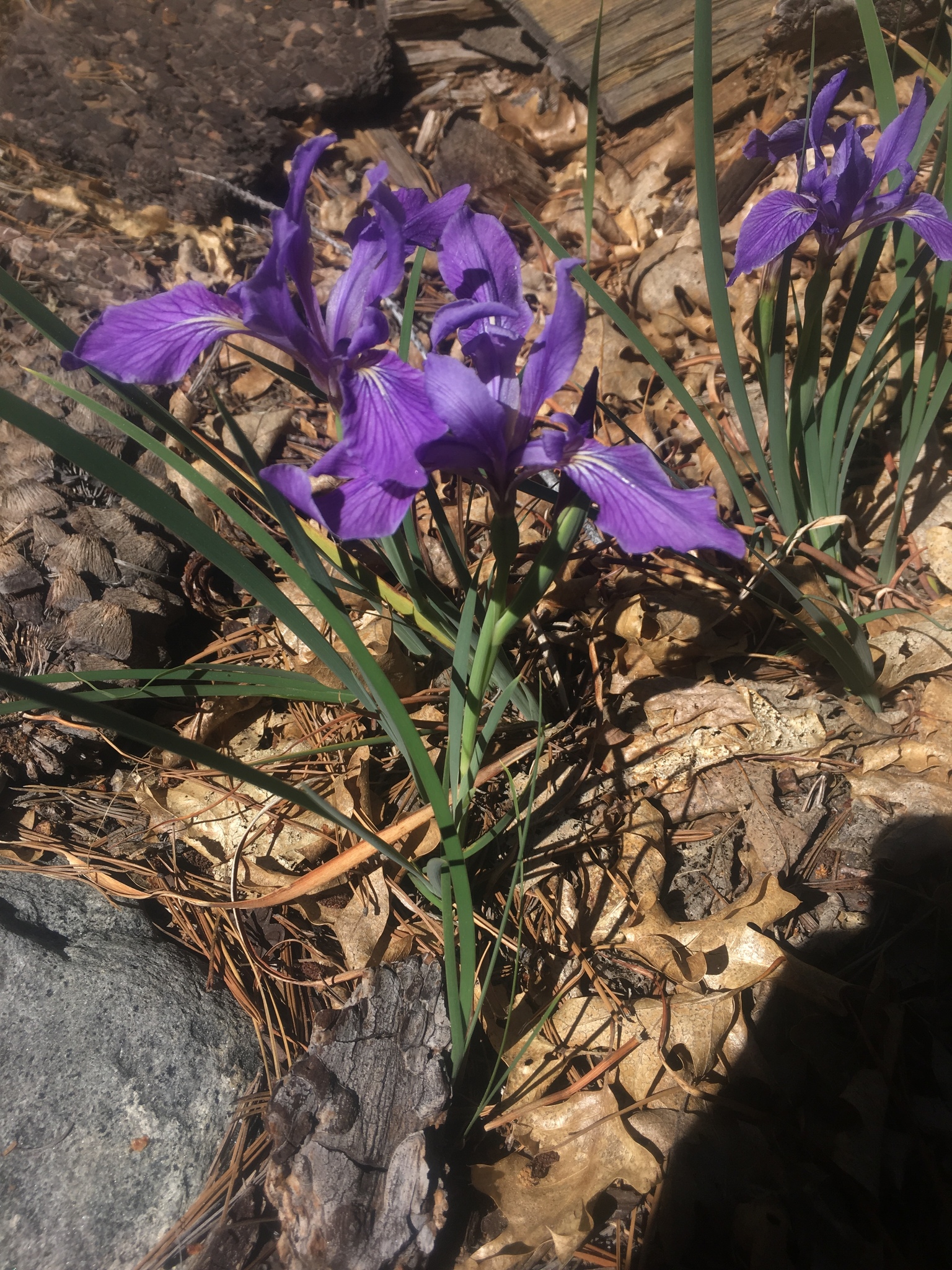 Iris hartwegii ssp. australis