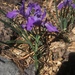 Iris hartwegii australis - Photo Ningún derecho reservado, subido por Henry Frye