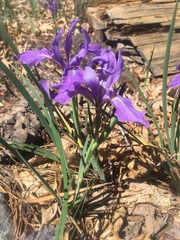 Iris hartwegii australis