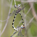 Four-striped Leaftail - Photo (c) Greg Lasley, some rights reserved (CC BY-NC), uploaded by Greg Lasley