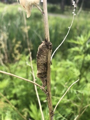 Tenodera angustipennis