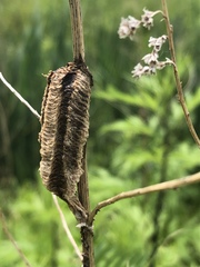 Tenodera angustipennis