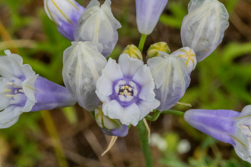 large-flowered triteleia