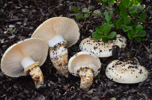 Tricholoma murrillianum