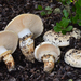 Western Matsutake - Photo (c) Christian Schwarz, some rights reserved (CC BY-NC), uploaded by Christian Schwarz