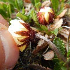 Dryas ajanensis