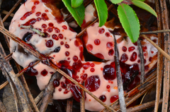 Hydnellum peckii image