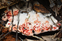 Hydnellum peckii image