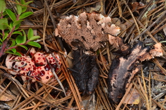 Hydnellum peckii image